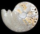 Polished Cretaceous Ammonite Fossil - Khenifra, Morocco #35300-1